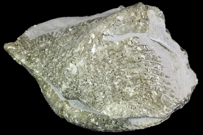 Pyrite Replaced Brachiopod (Paraspirifer) - Ohio #89732